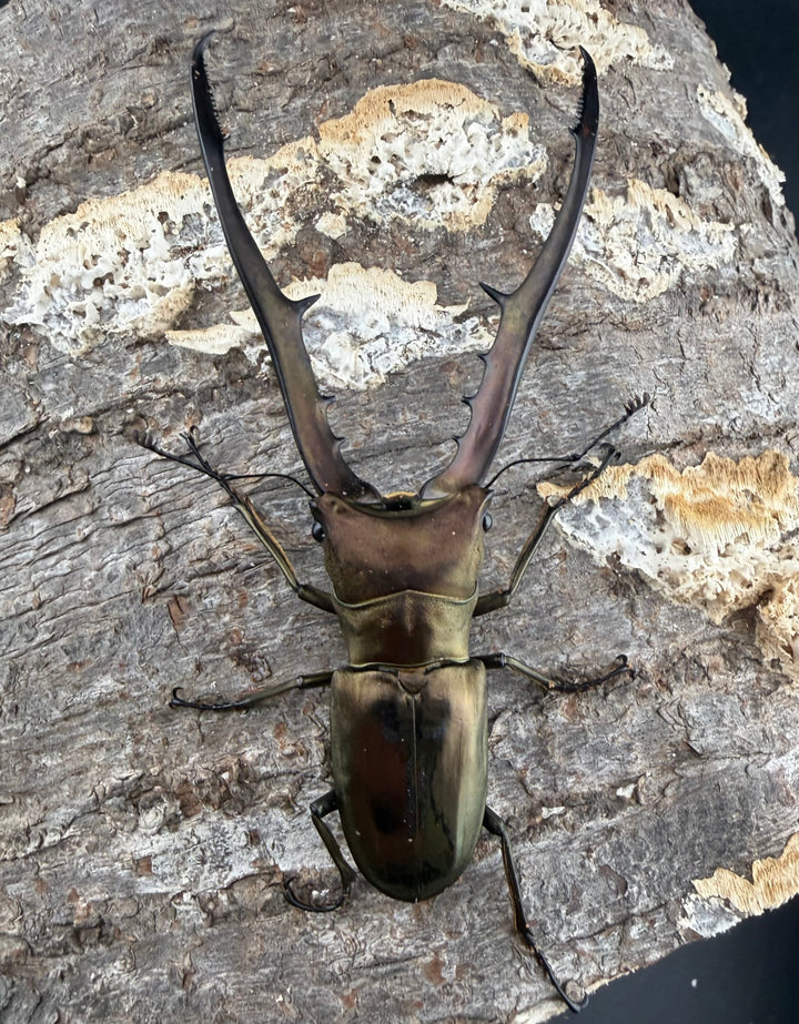 【WD】《メタリフェルホソアカ亜種フィナエ 85.5mm ペア》