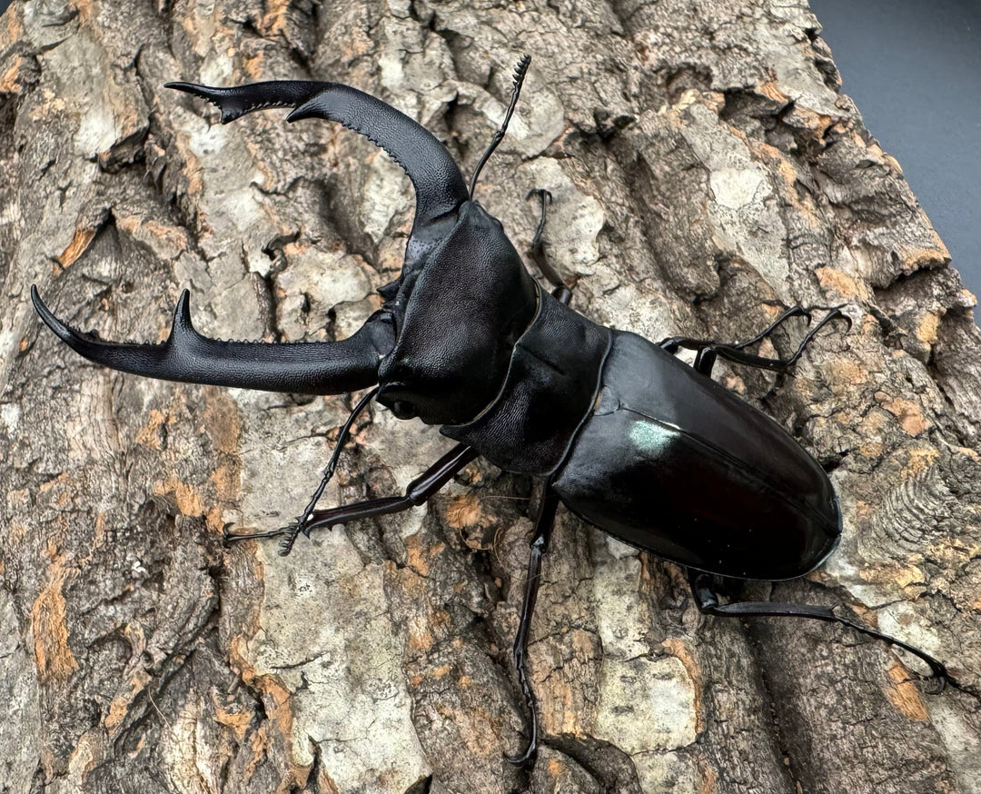 【WD】《マンディブラリスフタマタ 105.5mm ペア》