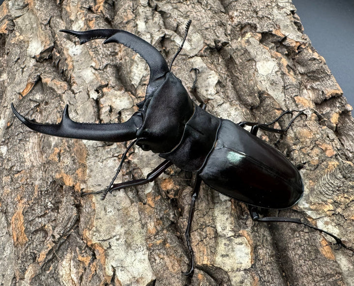 【WD】《マンディブラリスフタマタ 105.5mm ペア》