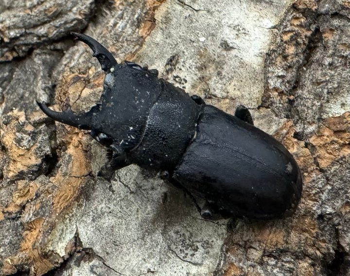 《オパクスソリアシサビクワ 27mm ペア》わたくわ氏ブリード個体