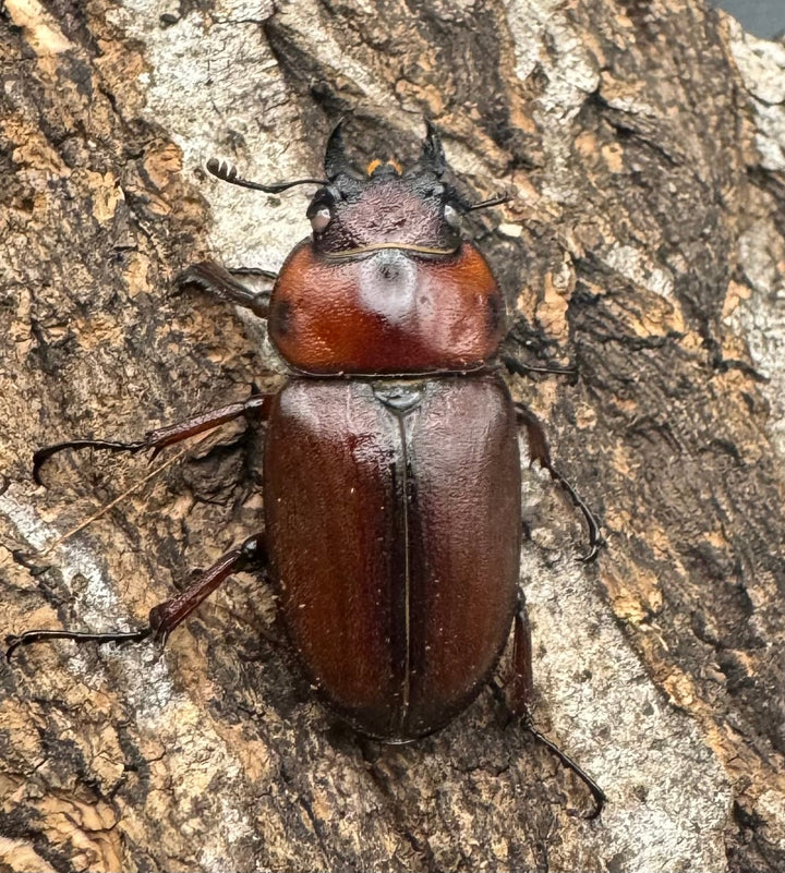 《トカラノコギリクワガタ ホワイトアイ ♀単+おまけB品♂》