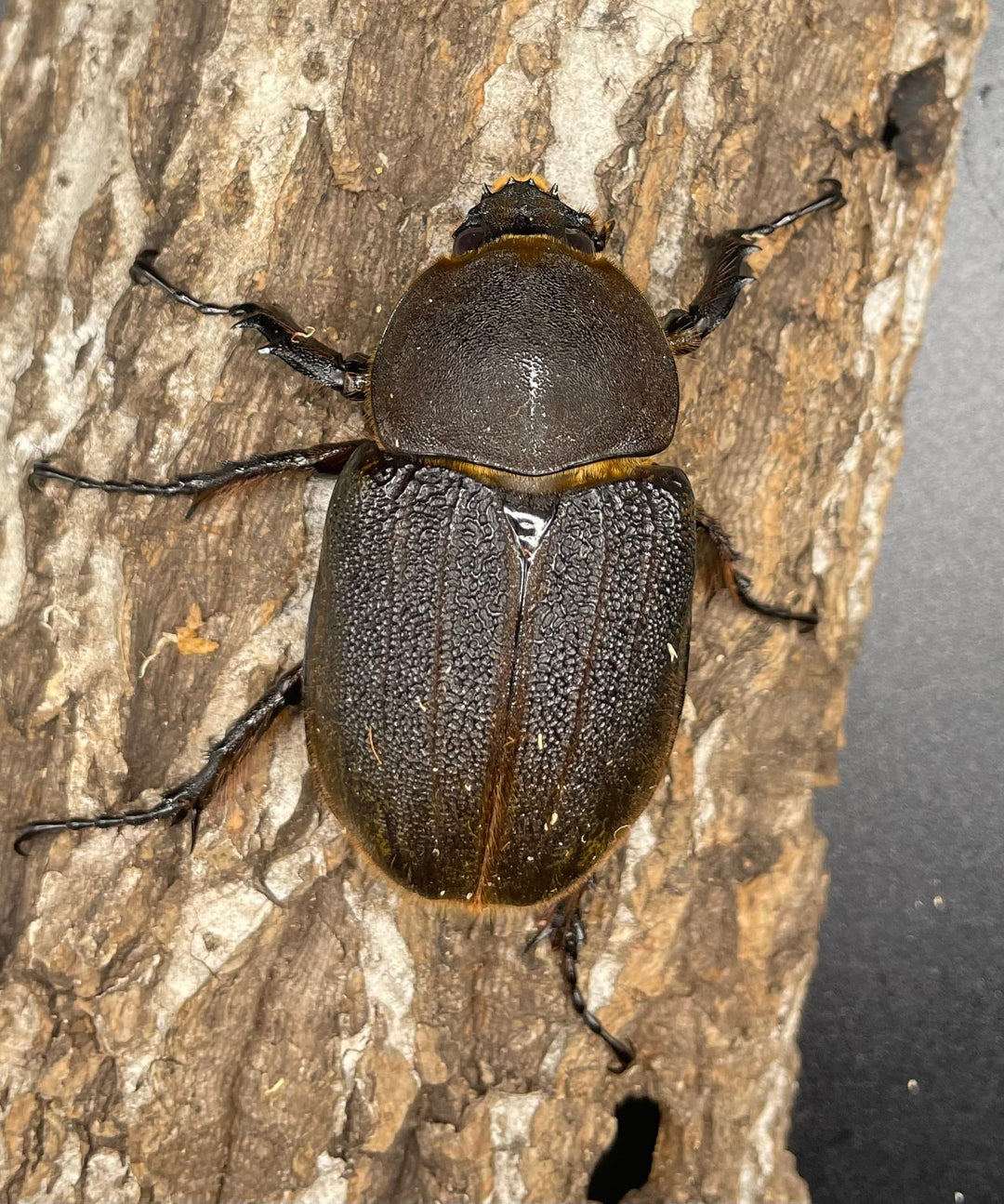 即ブリ《ヘラクレス・ヘラクレス 158mm ペア》