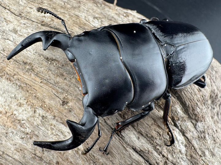 【WD】《グランディスオオクワ原名亜種 70mm A'品ペア》