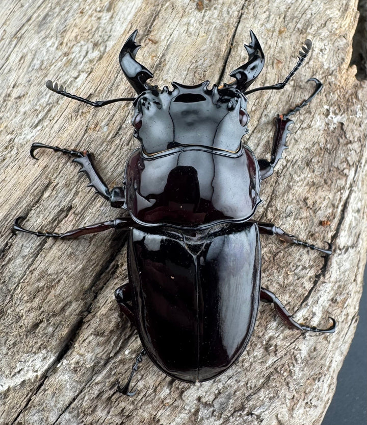 【赤目】《赤レギウスオオツヤクワガタ 魔閃紅血統 58mm ペア》inohiro109氏ブリード個体