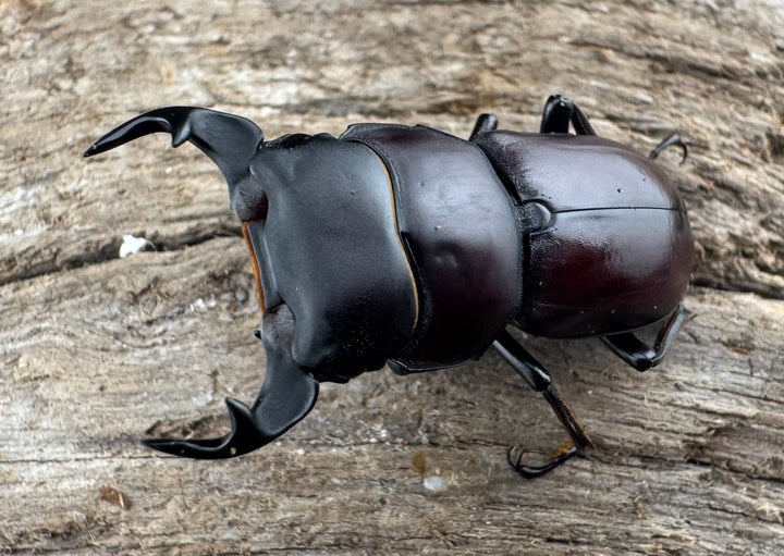 《ラティオキナティブスコクワ ネパール産 32mm ペア》