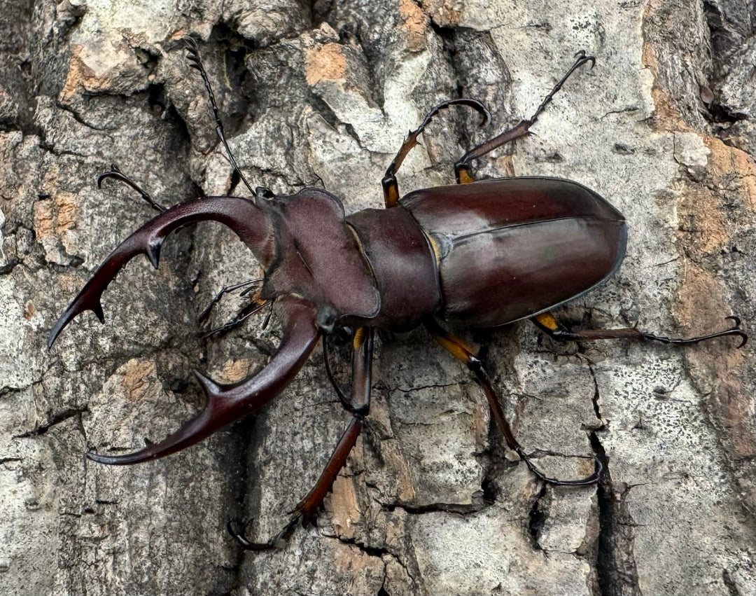 【WD】2018新種記載《ジュシャンミヤマ 51mm ペア》