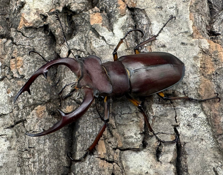 【WD】2018新種記載《ジュシャンミヤマ 51mm ペア》