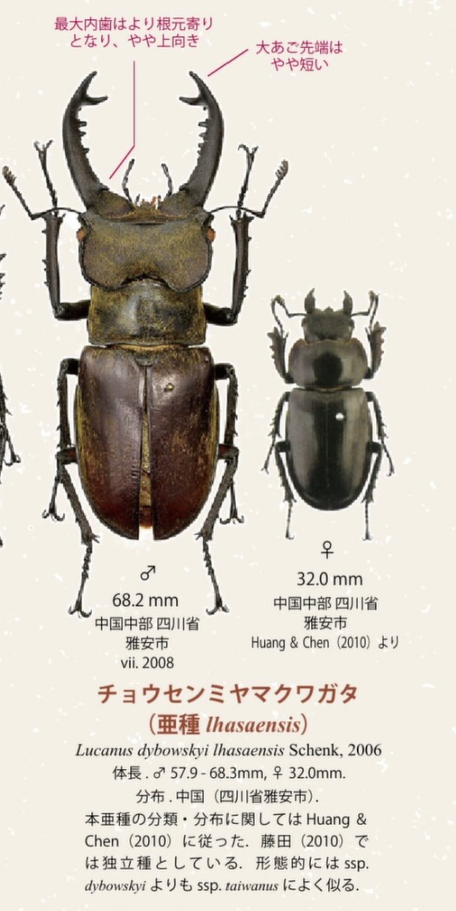 【WD】《ラサミヤマ（チョウセンミヤマ亜種lhasaensis） ♀単》