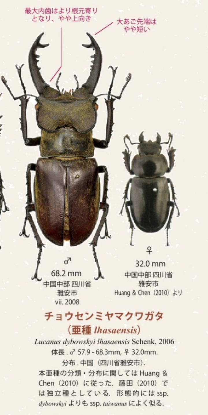 【WD】《ラサミヤマ（チョウセンミヤマ亜種lhasaensis） ♀単》