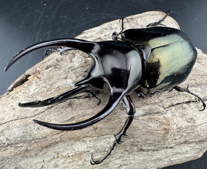 【WD】《ジャワコーカサスオオカブト 95mm ペア》