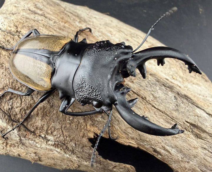 【WD】《ルデキンツヤクワガタ 74mm ペア》