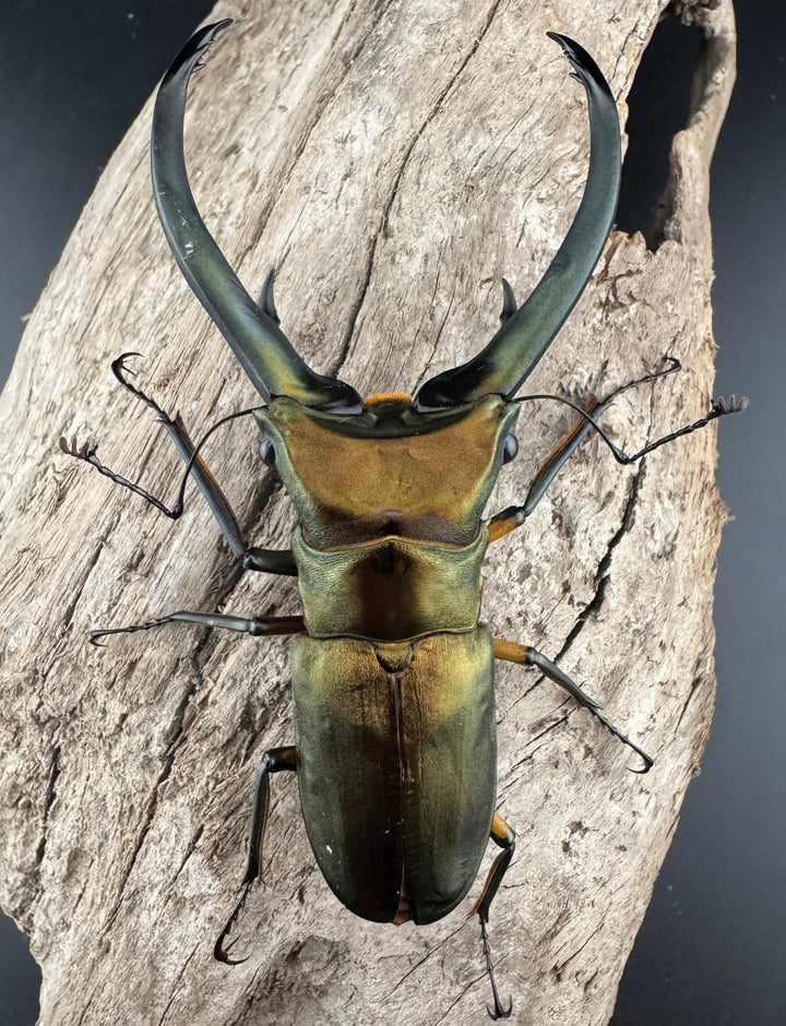 【美麗】《エラフスホソアカ 84mm ペア》セルヴォラン氏ブリード個体