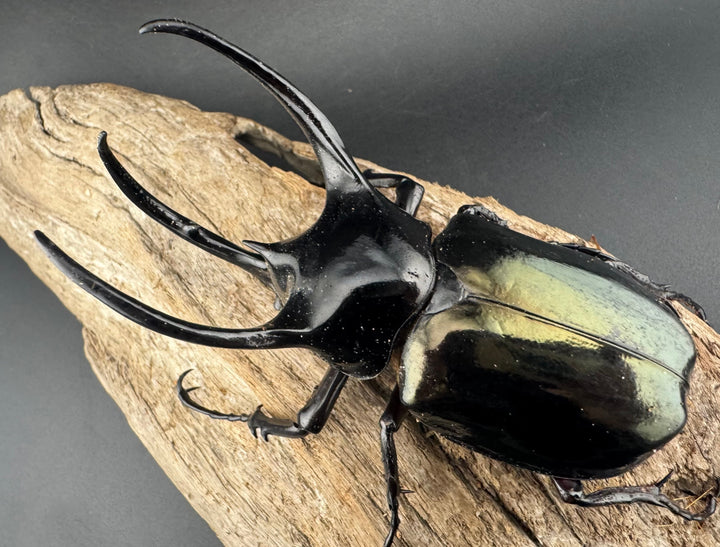 【WD】《タイリクコーカサスオオカブト ラオス産 94mm ペア》