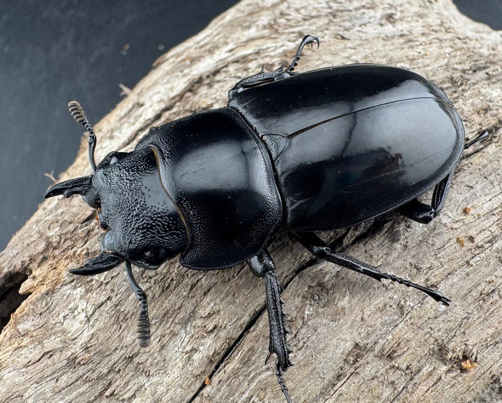 【WD】《マンディブラリスフタマタ 48mm ♀単A’品》