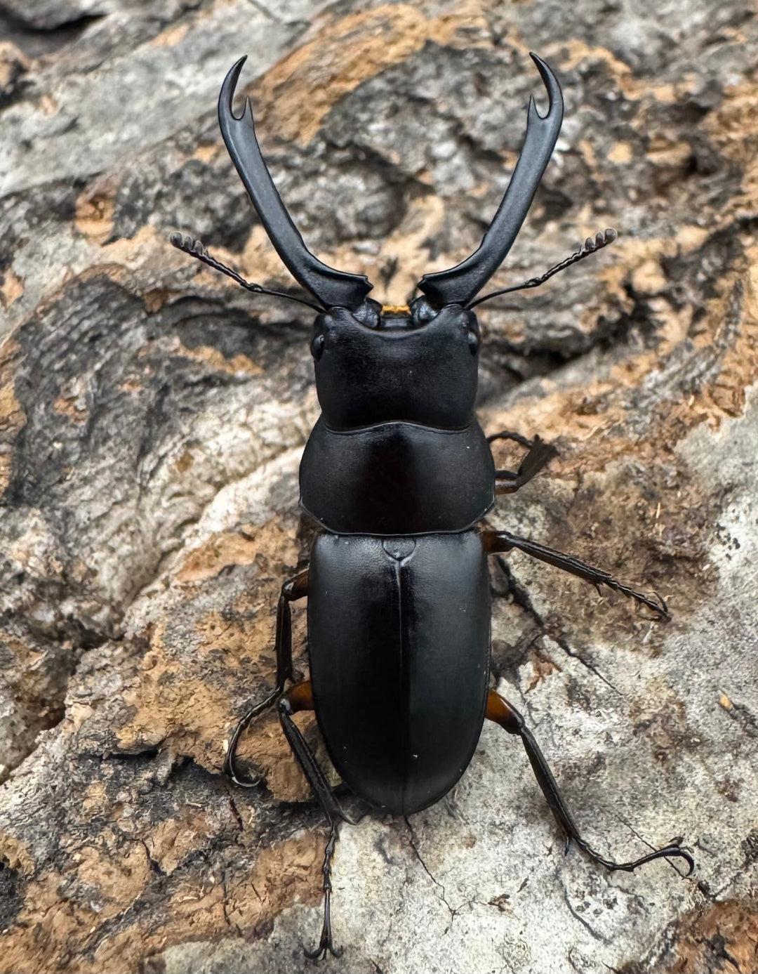 【WF1】《ウスバクワガタ亜種kishidai 34mm ペア》