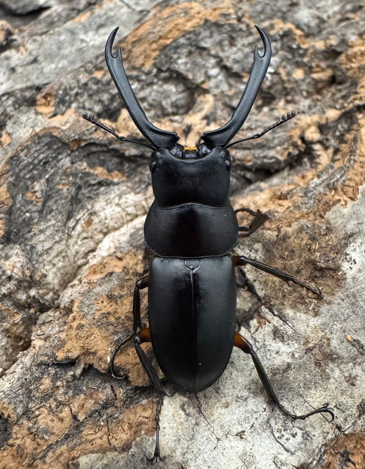 【WF1】《ウスバクワガタ亜種kishidai 34mm ペア》