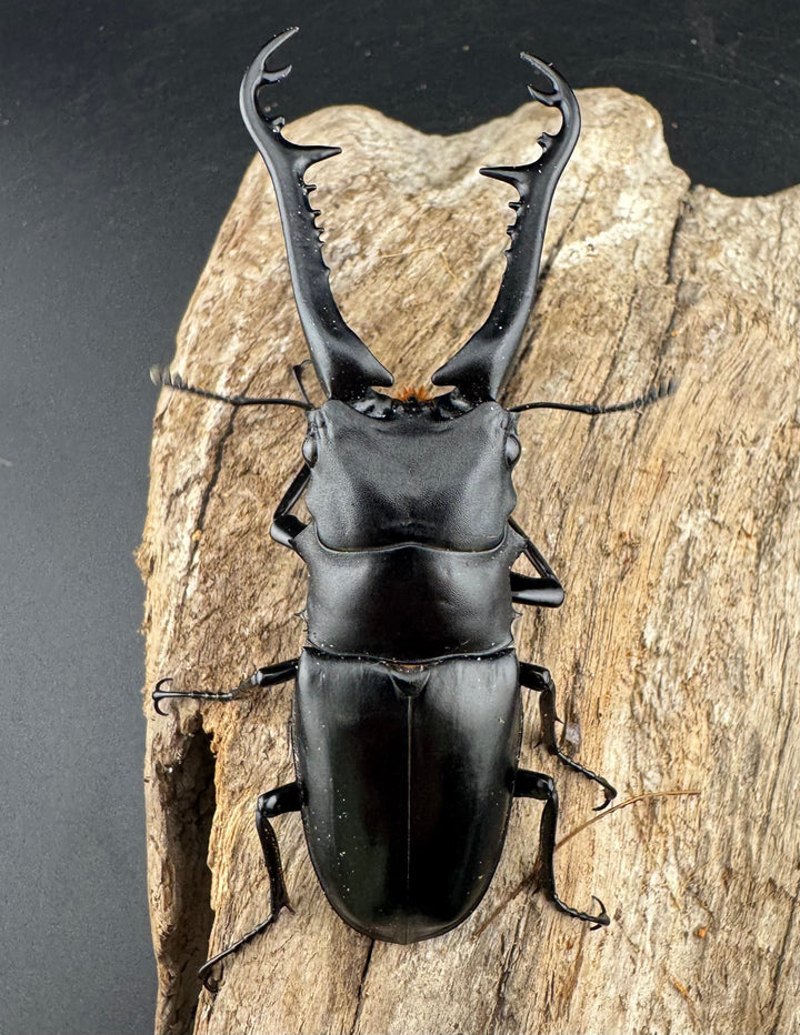 【WD】《 ギラファノコギリ原名亜種 ラオス産 88mm ペア》