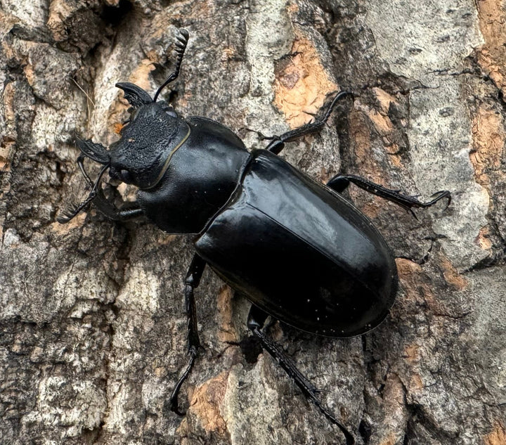 【WD】《チェンミヤマ メトク産 34mm ♀単》