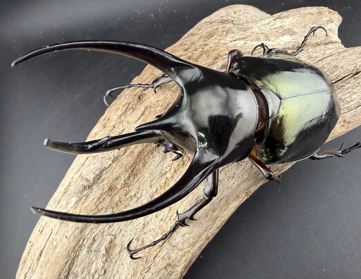 【WD】《ジャワコーカサスオオカブト 113mm A'品ペア》