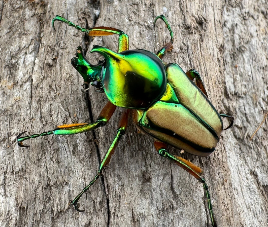 【WD】《セブヒメカブトハナムグリ亜種kachikun ♀グリーン系 ペア》