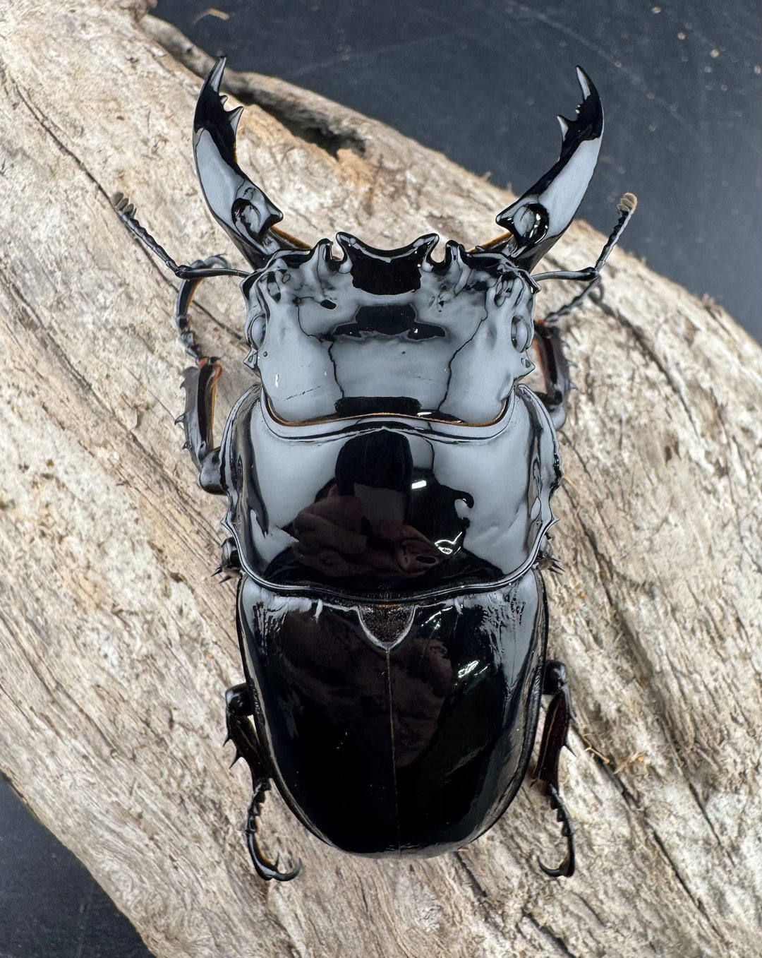 《レギウスオオツヤクワガタ 79.5mm ペア》