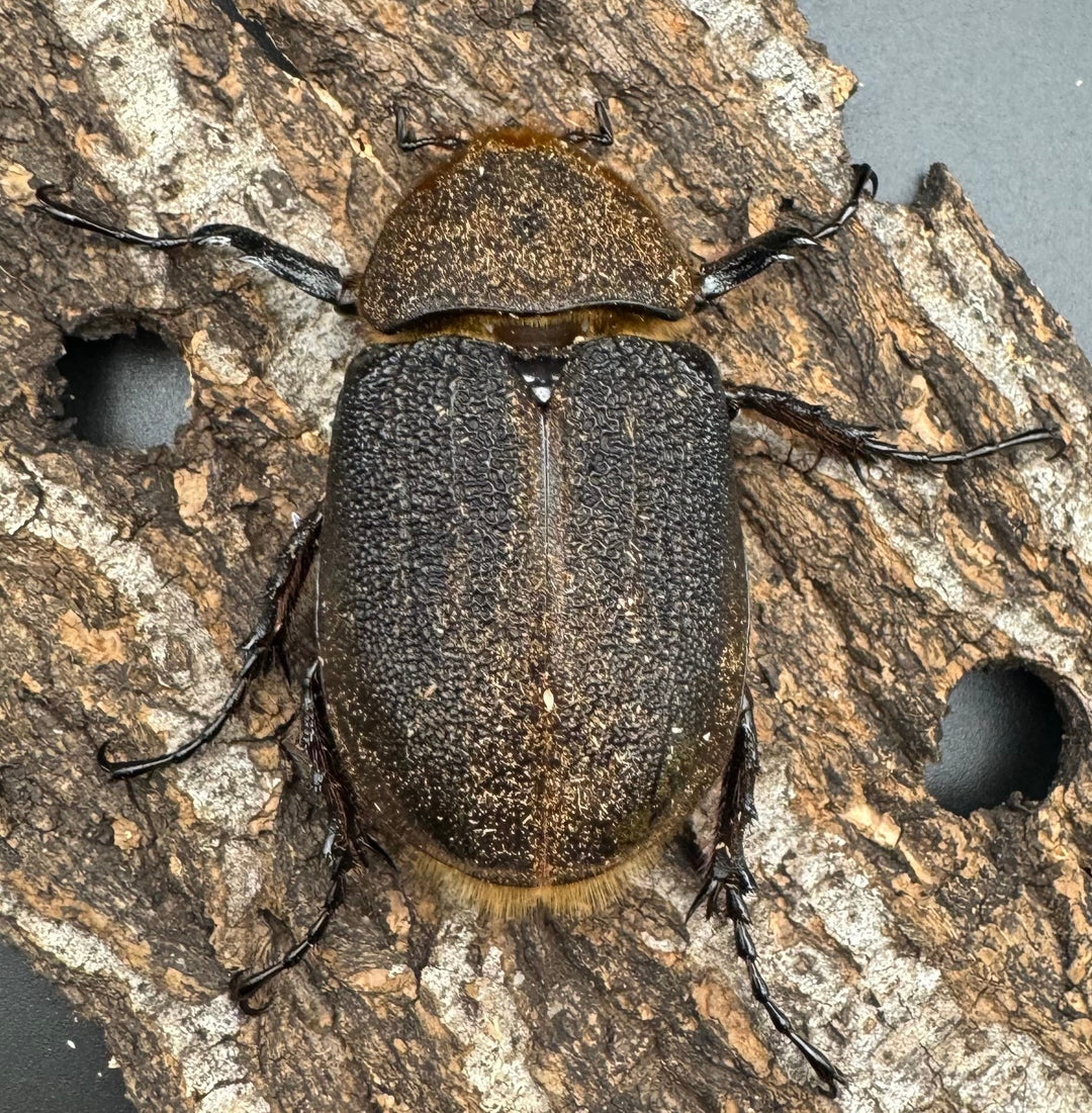 《ヘラクレス・ヘラクレス 129mm ペア》