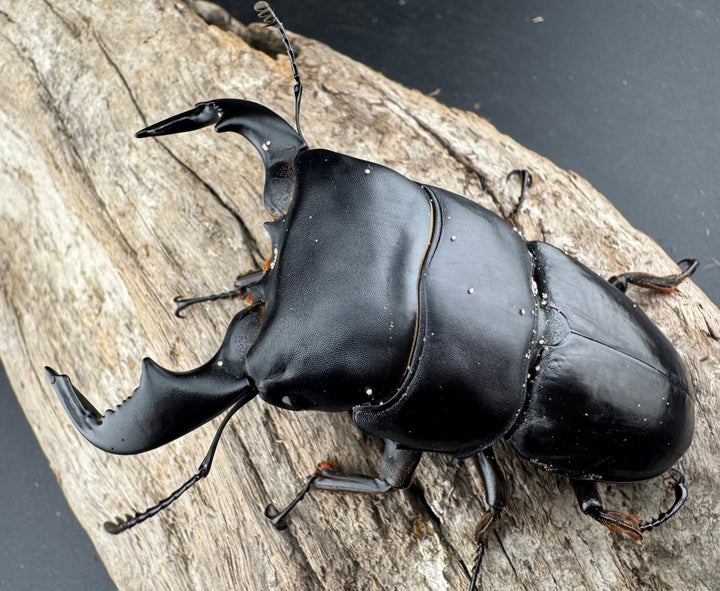 【WD】《ダイオウヒラタ 東ジャワ産 82.5mm ペア》