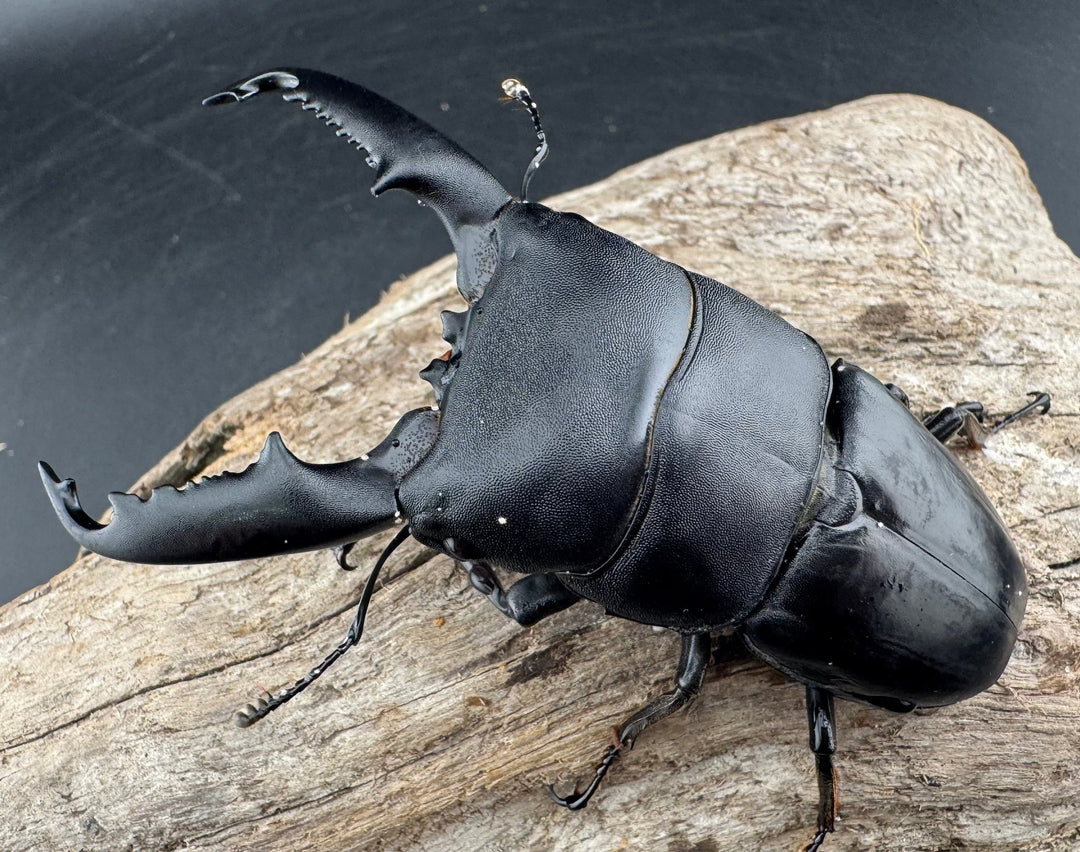 【WD】《ミンダナオヒラタ マラグサン産 86mm ペア》