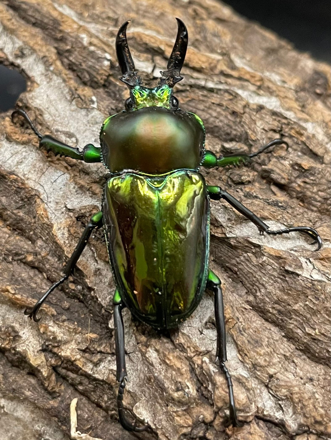 《ニジイロクワガタ Free ♂♀♀トリオ》