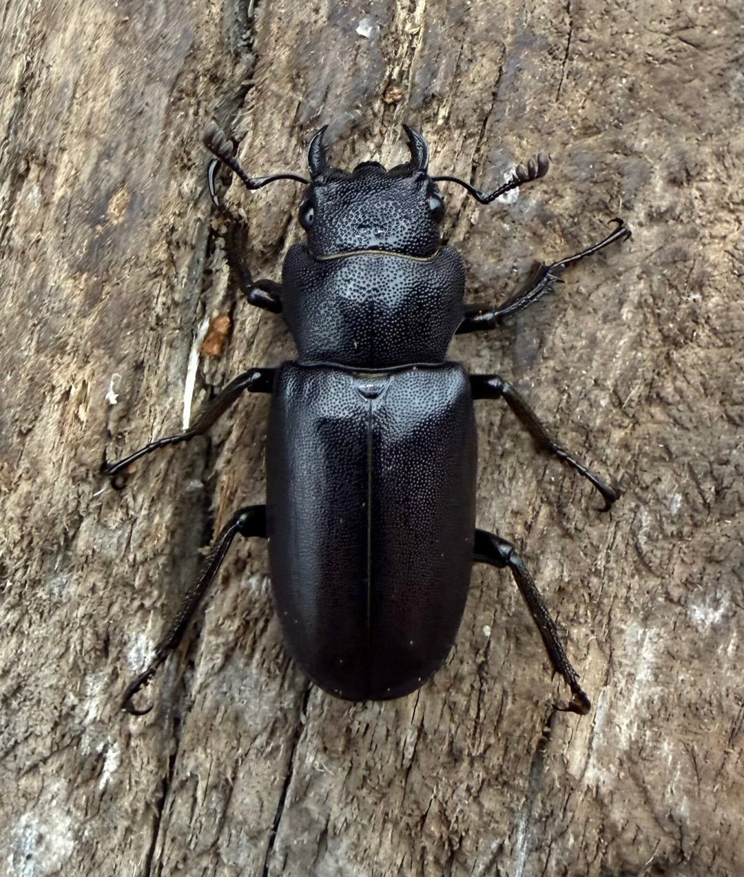 《メタリフェルホソアカ亜種フィナエ パープル系 63.5mm ペア》