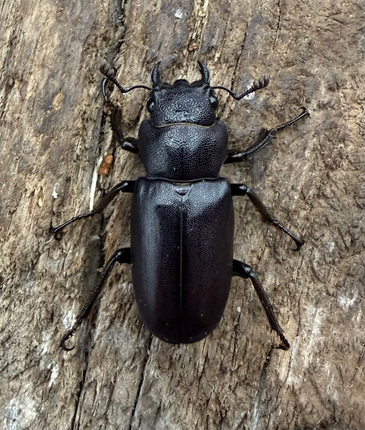 《メタリフェルホソアカ亜種フィナエ パープル系 63.5mm ペア》