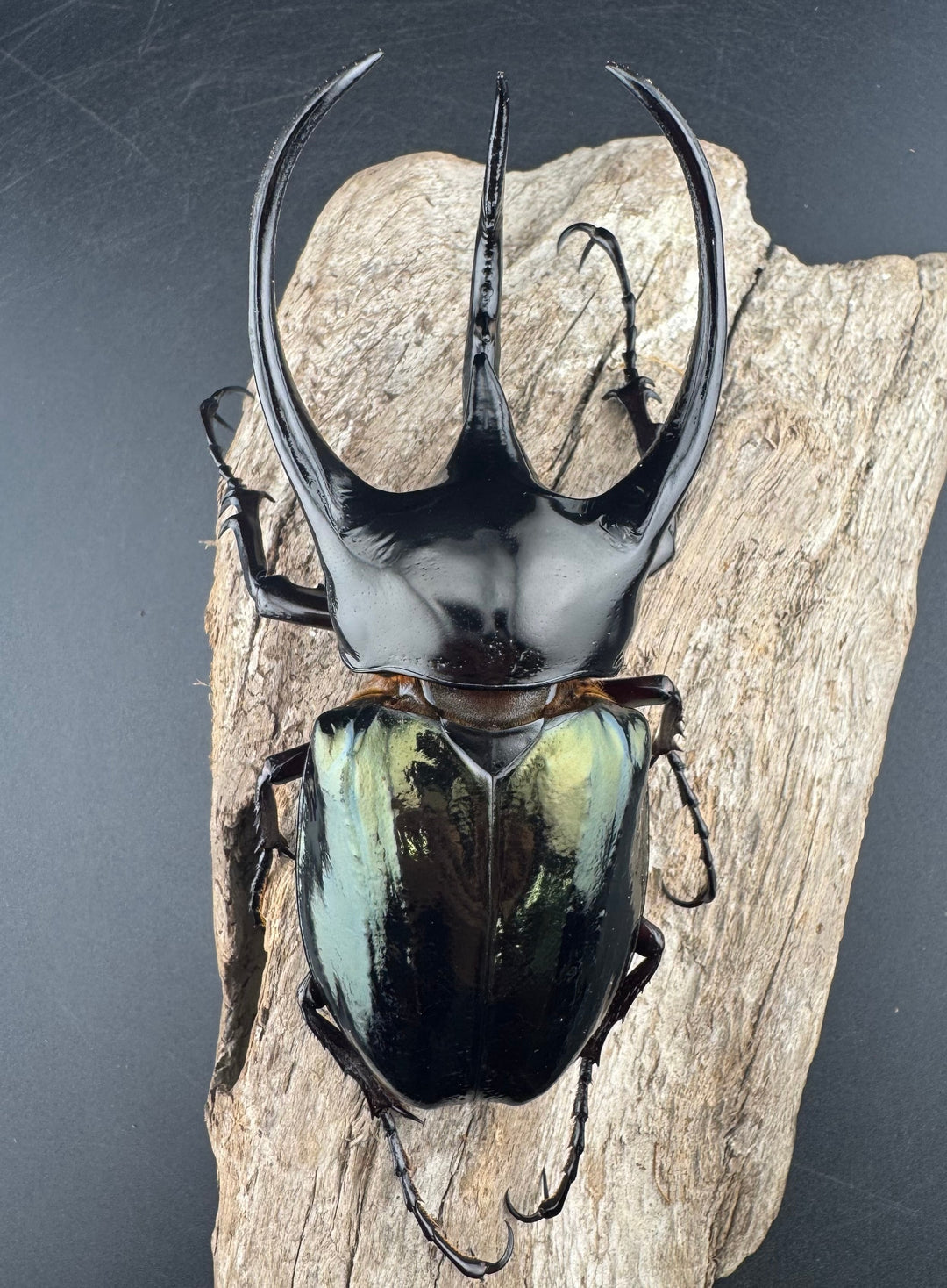 【WD】《ジャワコーカサスオオカブト 111mm ペア》