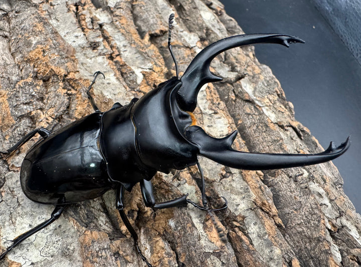 【WD】《インターメディアツヤクワガタ ネグロス産 98mm ペア》