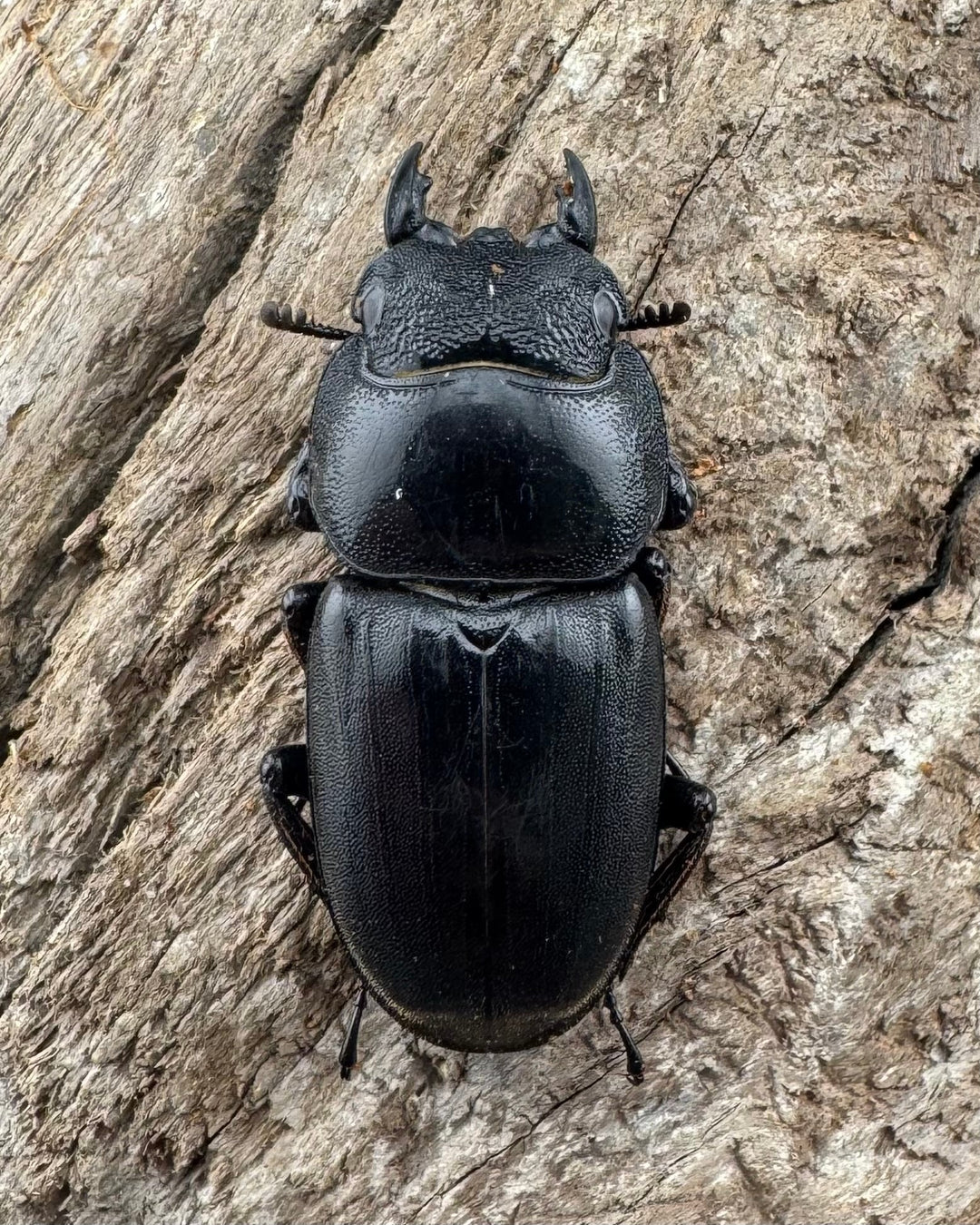 【WD】《カシブヒラタクワガタ 70.5mm ペア》