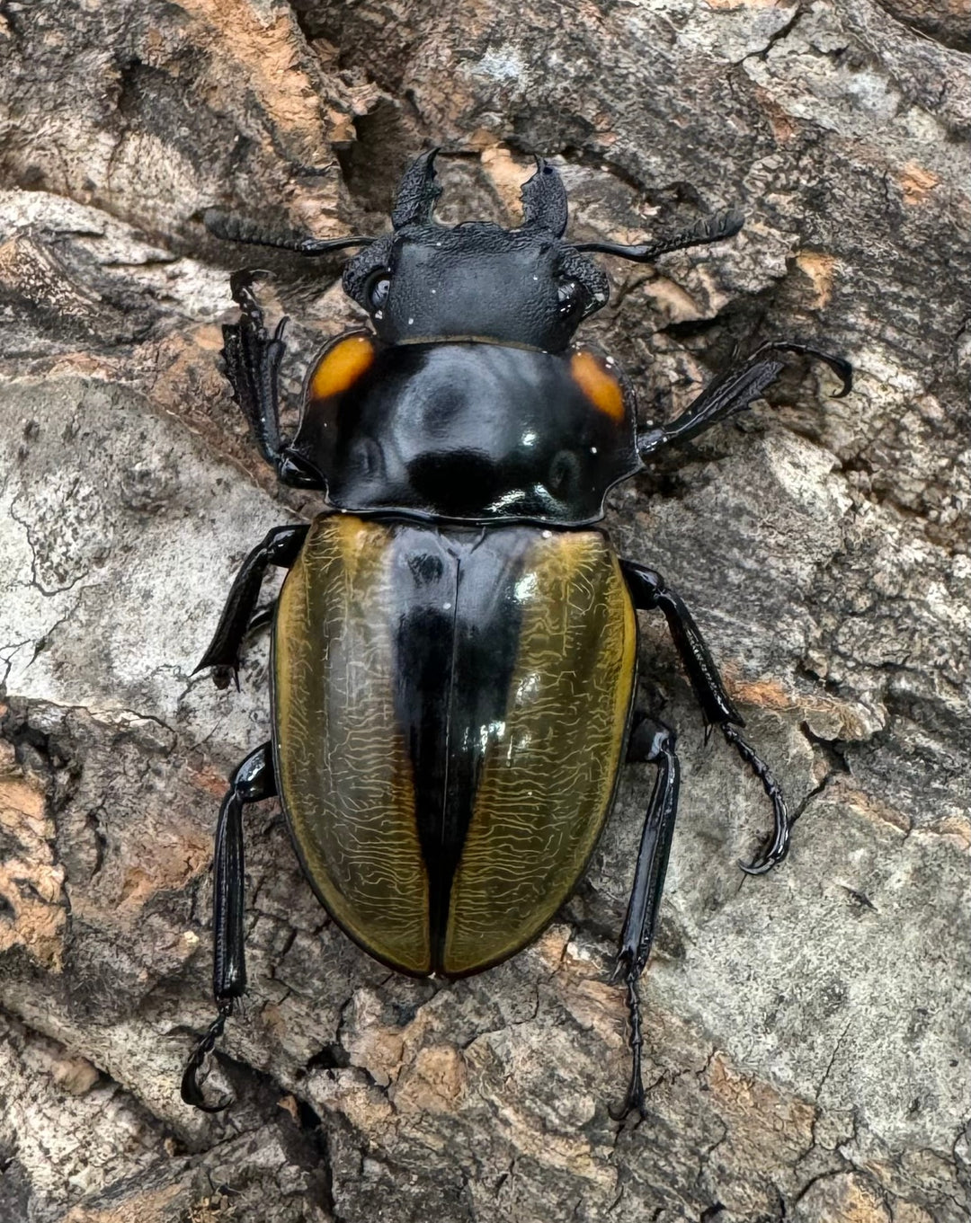 【WD】《ラコダールツヤクワガタ 77.5mm ペア》