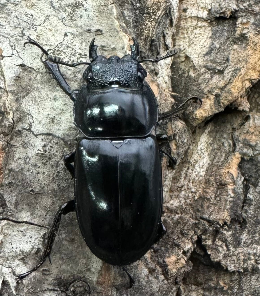 【WD】《ボイレアウシカ 52mm ペア》