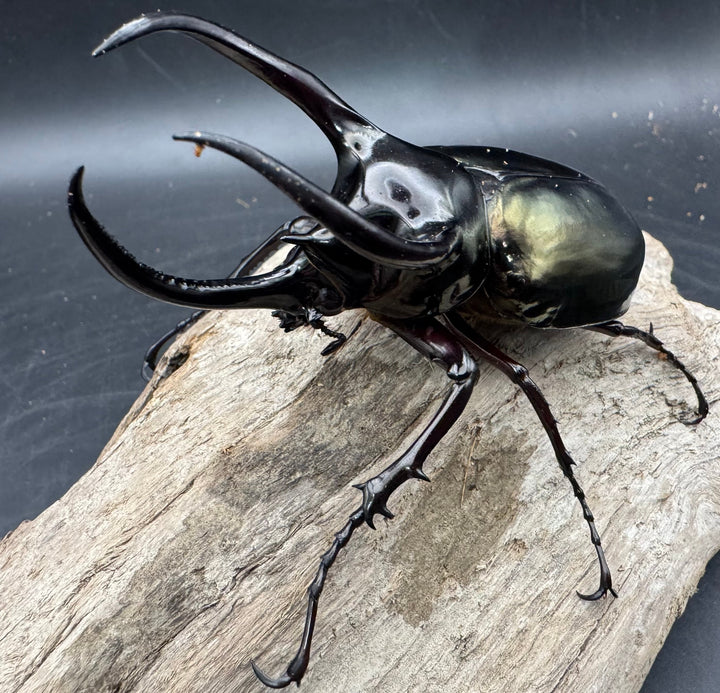 【WD】《アトラスオオカブト原名亜種 パロロ パル産 92mm ペア》