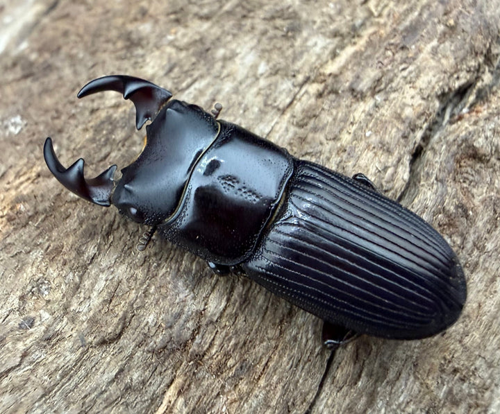 【F0】《ラエビコリスネブトクワガタ 23mm ♂♀♀トリオ》