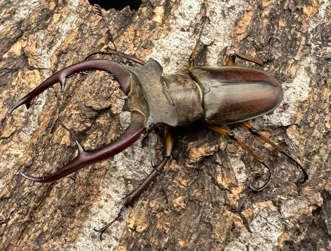 【WD】《クラーツミヤマ ベトナム亜種 58mm ペア》