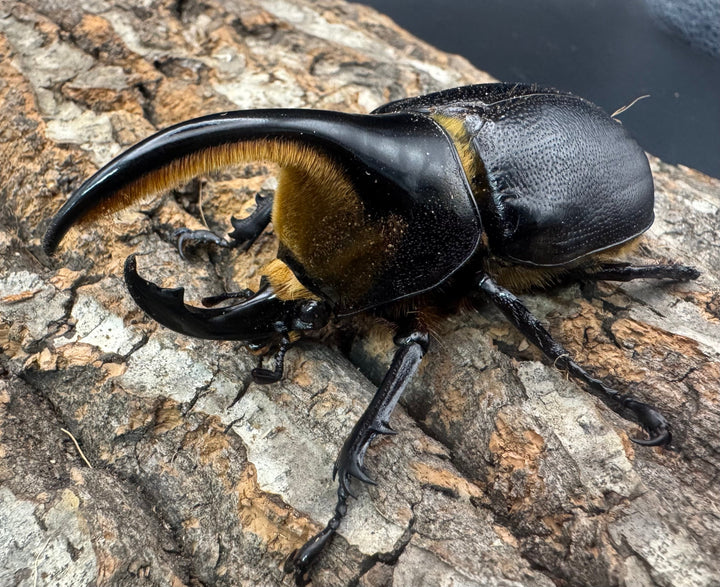 即ブリ《サタンオオカブト 82mm A'品ペア》