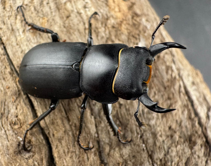 【WD】《ダビディスコクワガタ 25mm ペア》