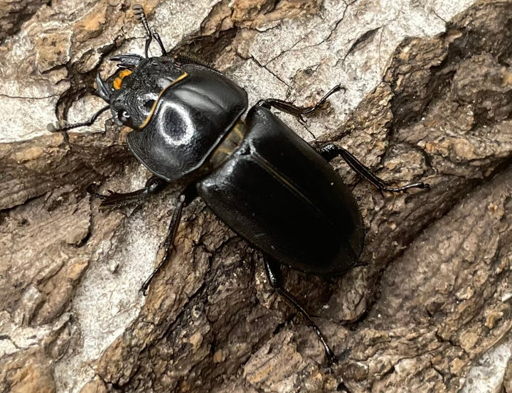 【WD】《グラキリスノコギリヒラタクワガタ  ♀単》※B品♂おまけ