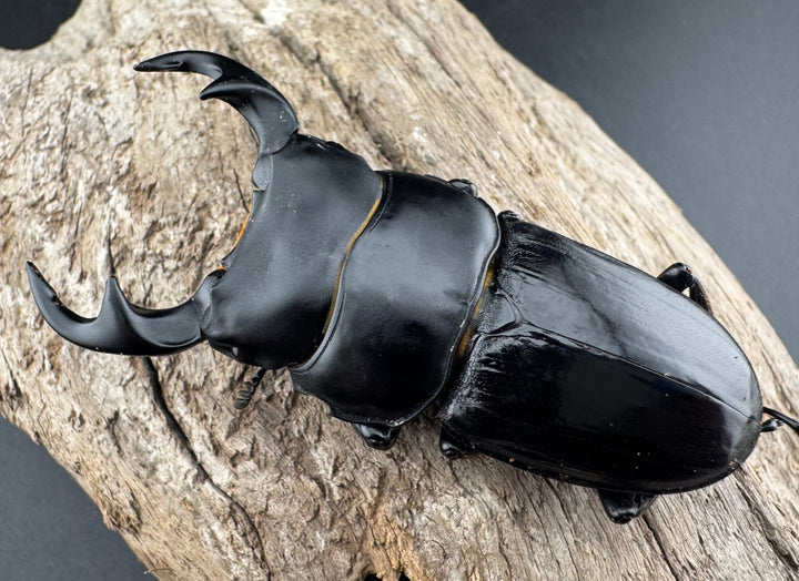 【WD】《ジャワパリーオオクワ 64mm ペア》