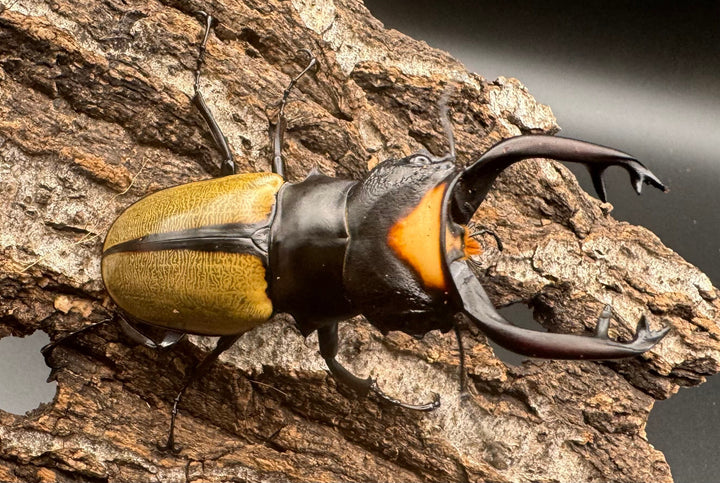 【WD】《ラコダールツヤクワガタ ブラスタギ産 75mm ペア》