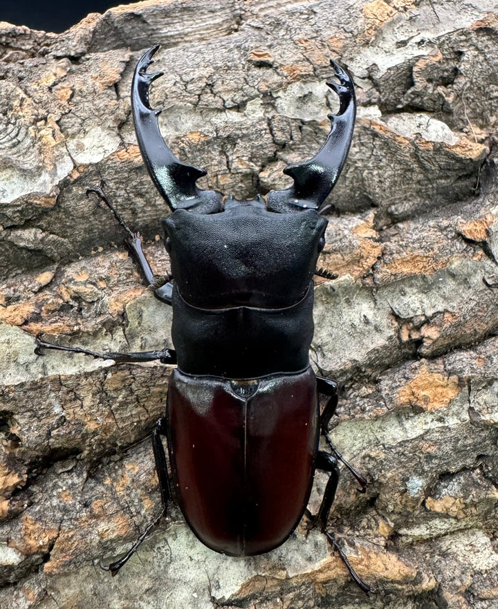 即ブリ《ダビソンフタマタ 77mm ♂♀♀♀♀セット》