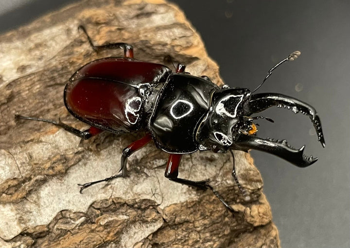 【WD】《オーベルチュールクロツヤシカクワガタ 42mm ペア》