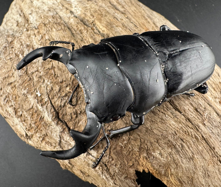 【WD】《グランディスオオクワ原名亜種 70mm ペア》