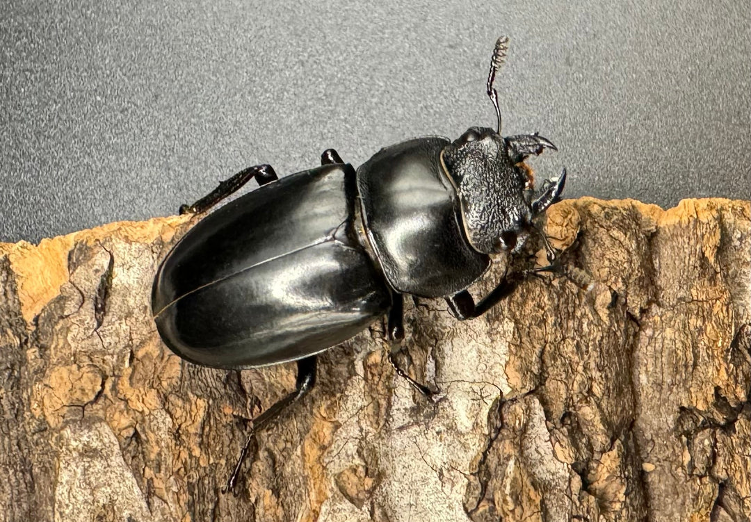 【WD】《ブケットフタマタ 71mm ペア》