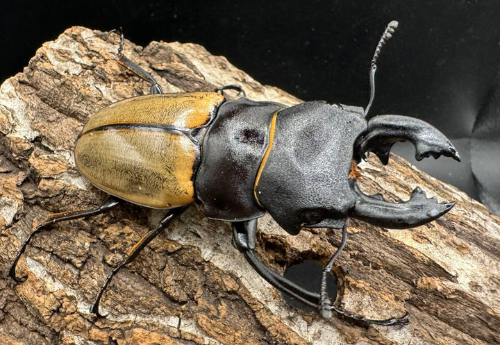 【WD】《カステルナウディツヤクワガタ 79ｍｍ ペア》