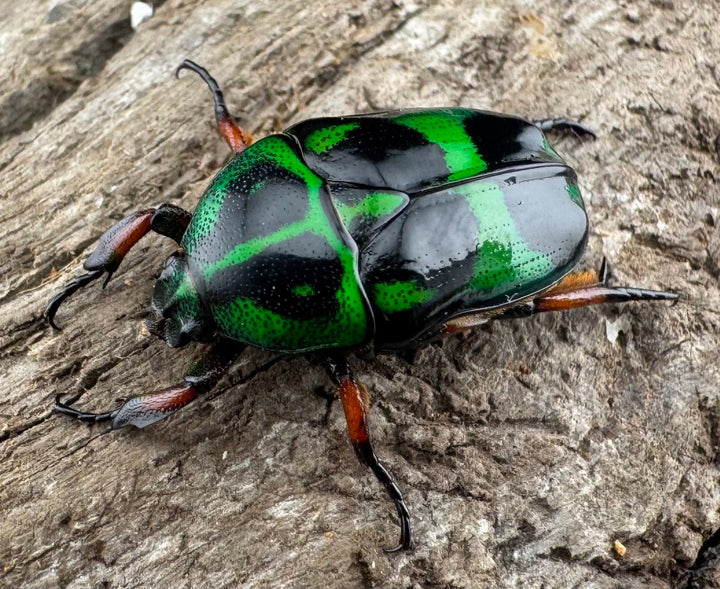 【WD】《マックレーツヤカナブン パラワン産  ペア》